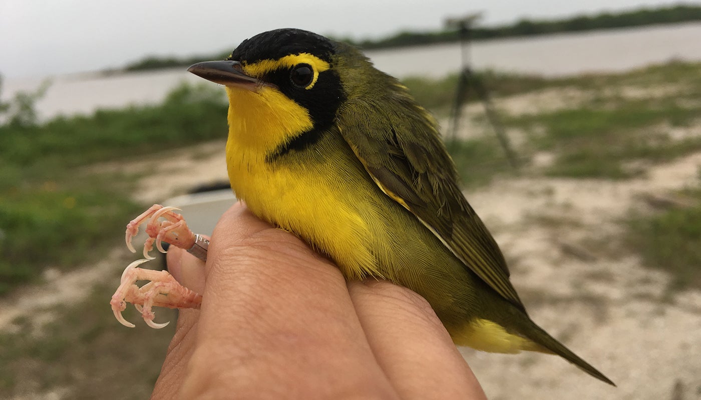 A small bird, called a Kentucky warbler, with yellow and black feathers and a black face mask being held in a researcher's hand