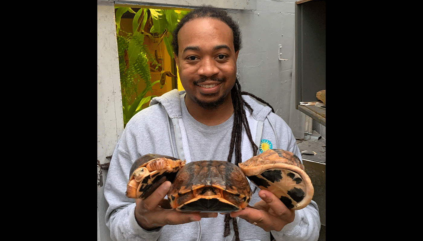 The Reptile Discovery Center animal keeper, Kyle Miller stands in a grey Smithsonian jacket and t-shirt holding three Asian box turtles. The turtle on the left is looking toward the camera. The turtle in the middle and right do not have their heads out.