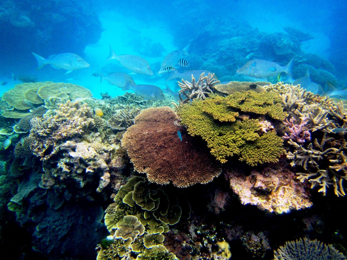 An underwater photo of the Great Barrier Reef. Different types and colors of coral form the reef and large fish can be seen swimming in the water behind them.