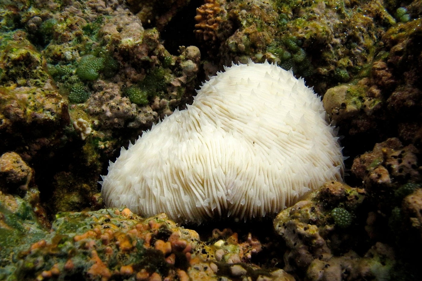 An underwater photo of a bleached mushroom coral among other healthy, colored corals