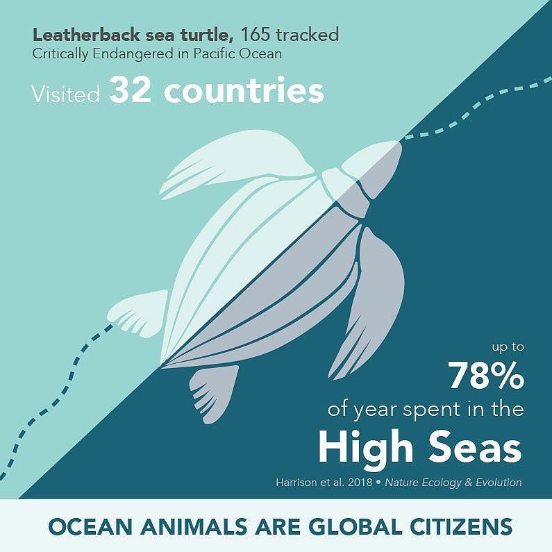 An illustration of a sea turtle that reads: "Leatherback sea turtle, 165 tracked, critically endangered in Pacific Ocean. Visited 32 countries. Up to 78% of year spent in the high seas. Ocean animals are global citizens. Harrison et al. 2018."