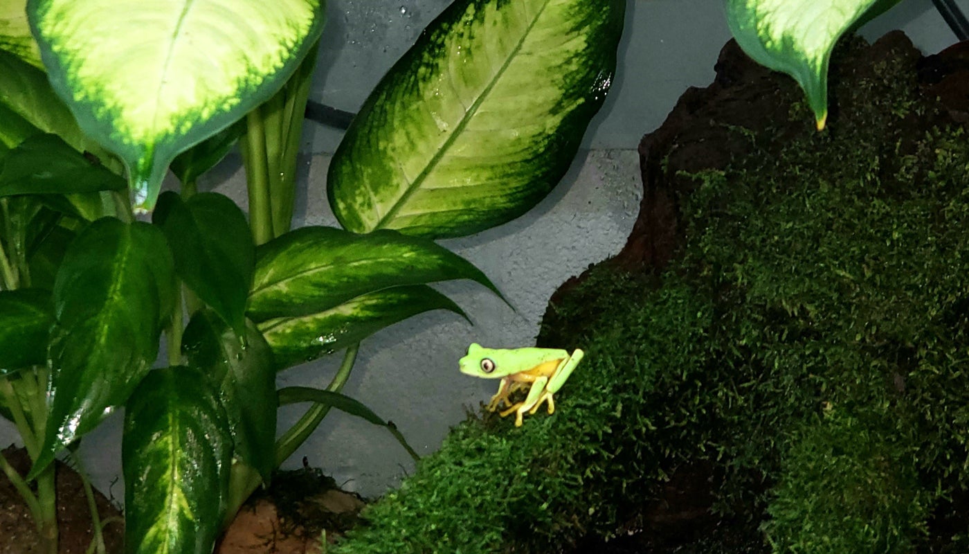 A lemur tree frog perches on a mossy structure in its tank. 