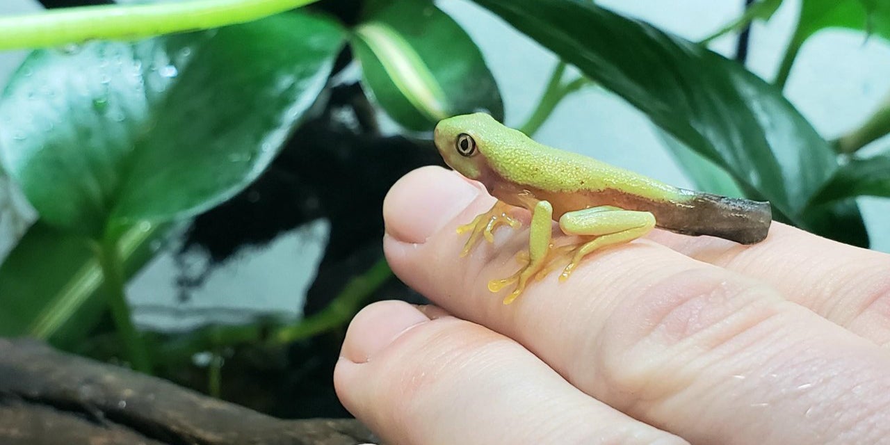 A lemur tree frog perches on a hand inside its tank, which is filled with live leaves and branches. This frog is in its final stage of metamorphous, so it still has a brown stub tail.