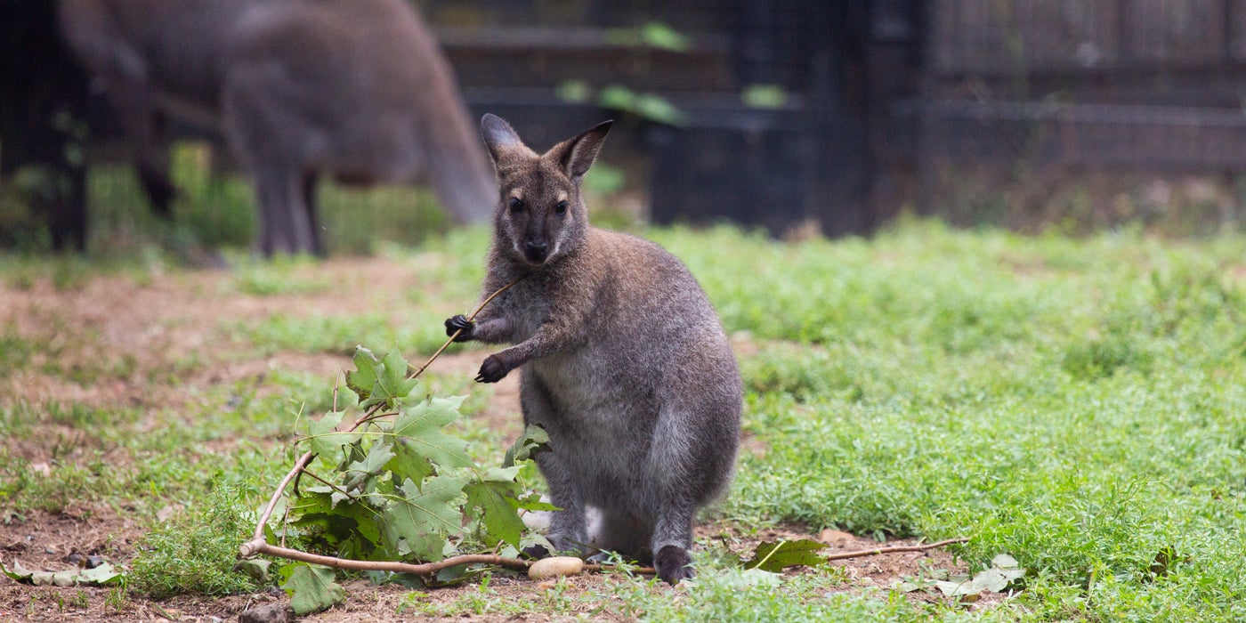 Bennett's Wallaby Lenah holds some browse, or leafy greens, while mom Victoria stands nearby.