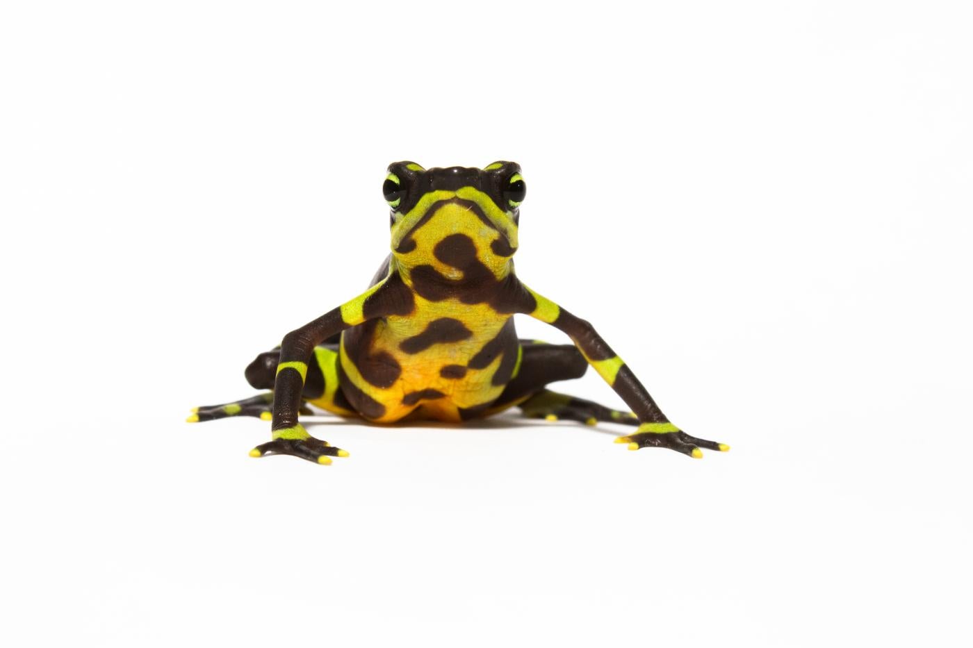Limosa harlequin frogs (Atelopus limosus), which are native to Panama, are among the species most affected by the chytrid fungus. 