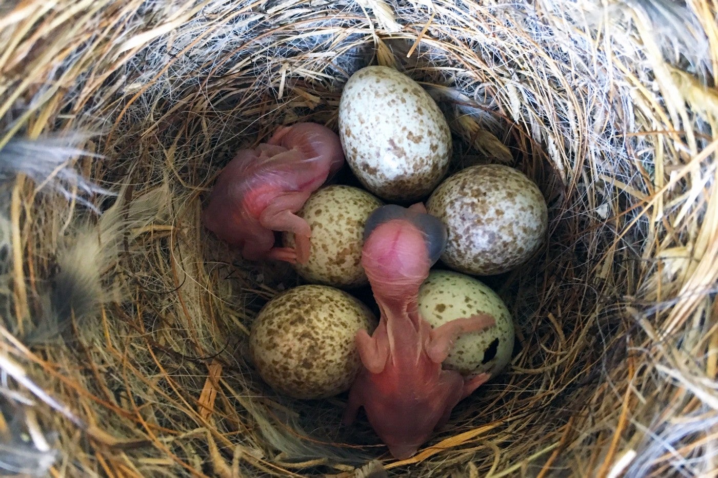Loggerhead shrike chicks and eggs in a nest. 