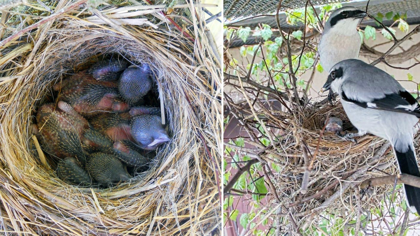 Loggerhead shrike parents feeds their chicks in a nest. 