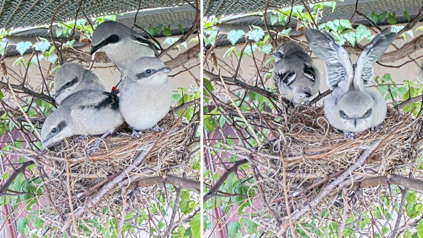 Loggerhead shrike chicks fledging the nest. 