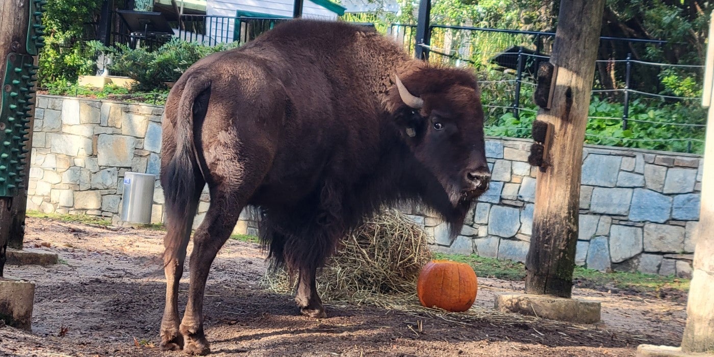 Female American bison, Lucy, stands under her shade structure in her yard. There is a bale of hay and a pumpkin sitting on the ground behind her. Her body is facing the food, but her head is looking back toward the camera.