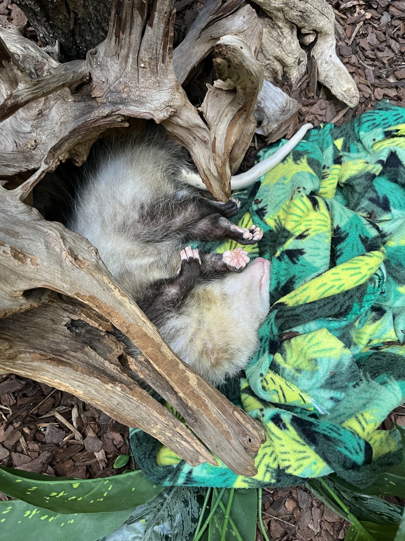 Top-down photo of Basil the opossum in his exhibit. He is sleeping sprawled on his side, resting on a fleece blanket.