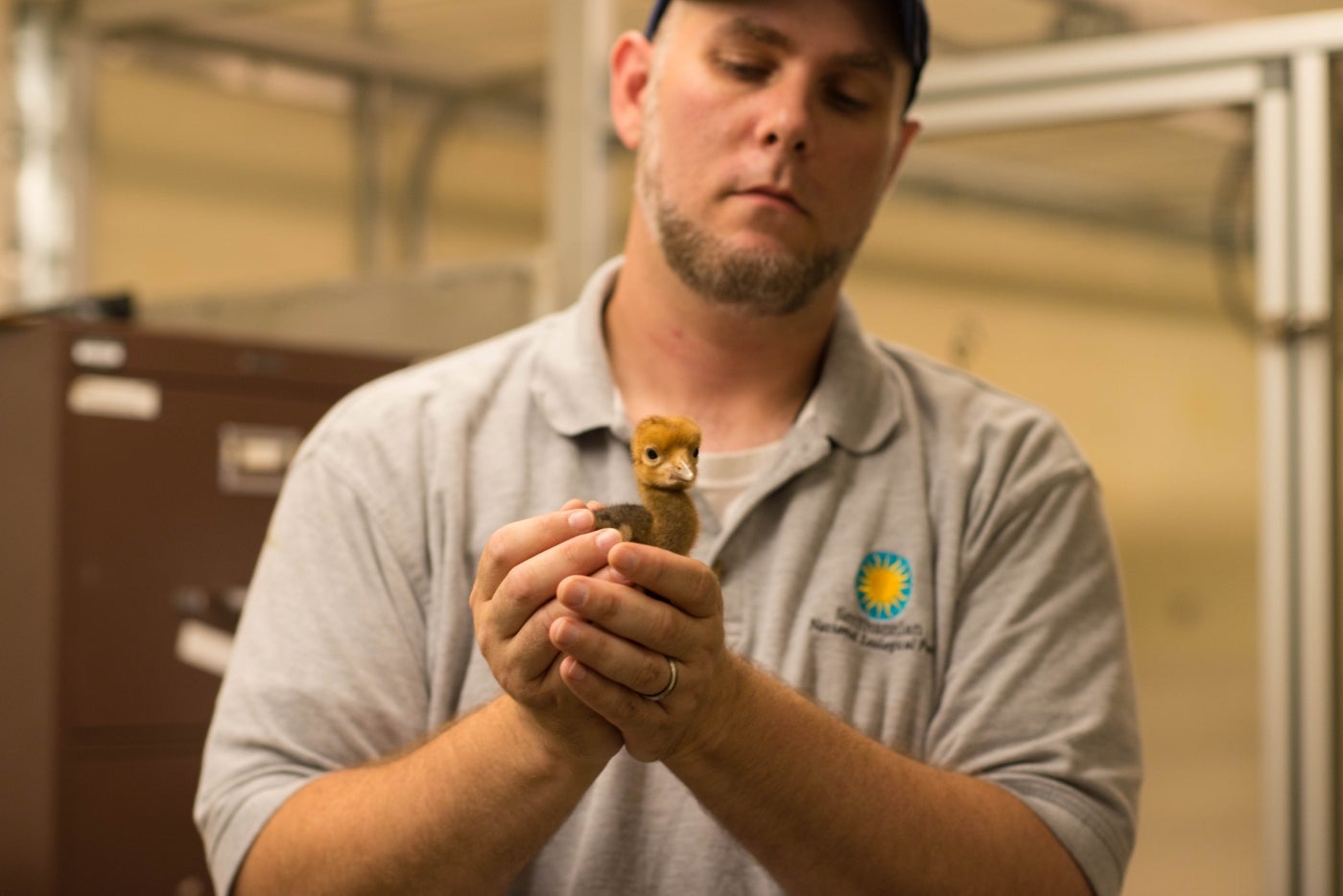 A keeper holds a 4-day-old blue crane chick in their hands
