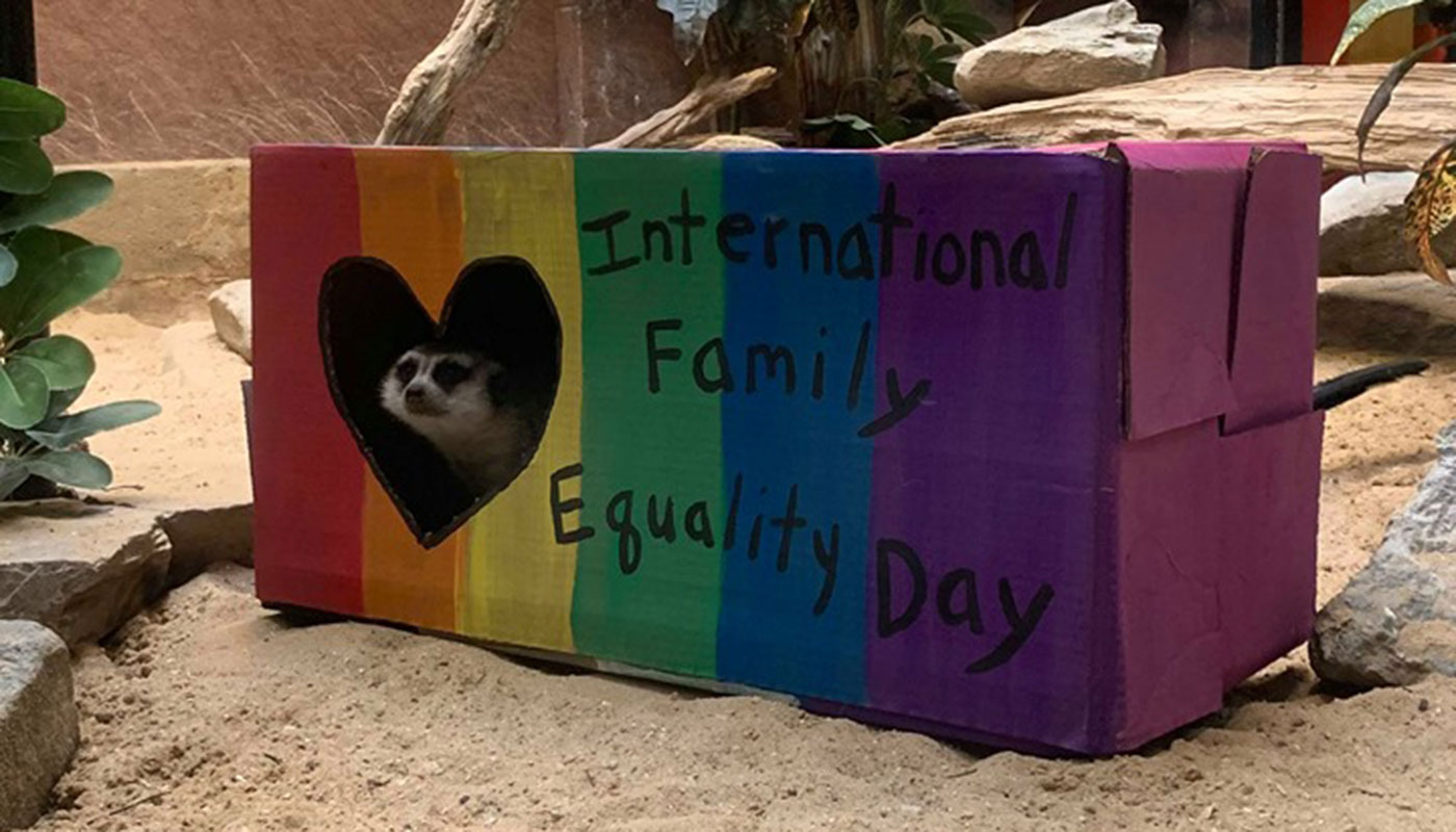 A meerkat pokes its head out of a heart-shaped hole in a box painted in rainbow colors with the words "International Family Equality Day"