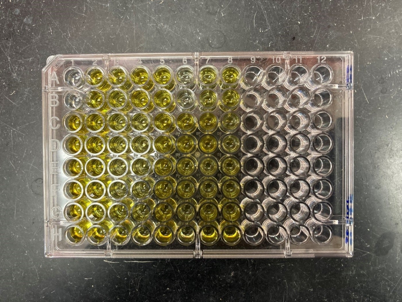 Photo of an enzyme immunoassay. A plastic container with dozens of wells holds yellow fluid in the wells.