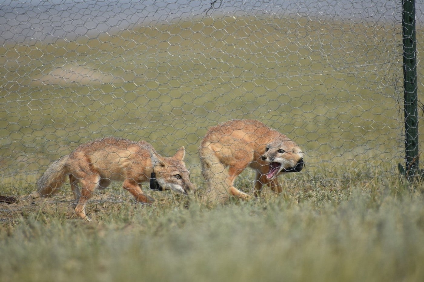 Photo of two swift foxes inside of a mesh enclosure. Both foxes are collared and one fox has its ears drawn back and its mouth open.