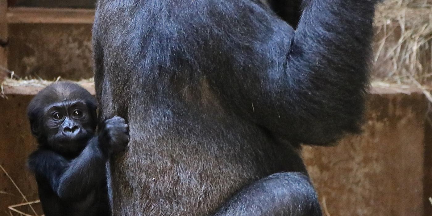 Gorilla Moke at 20 weeks
