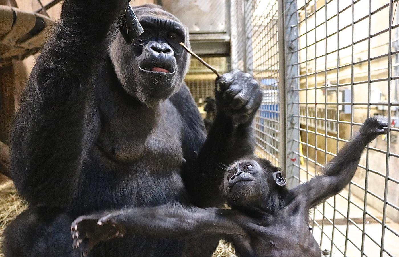 Gorilla Moke reaches for enrichment hose filled with peanut butter