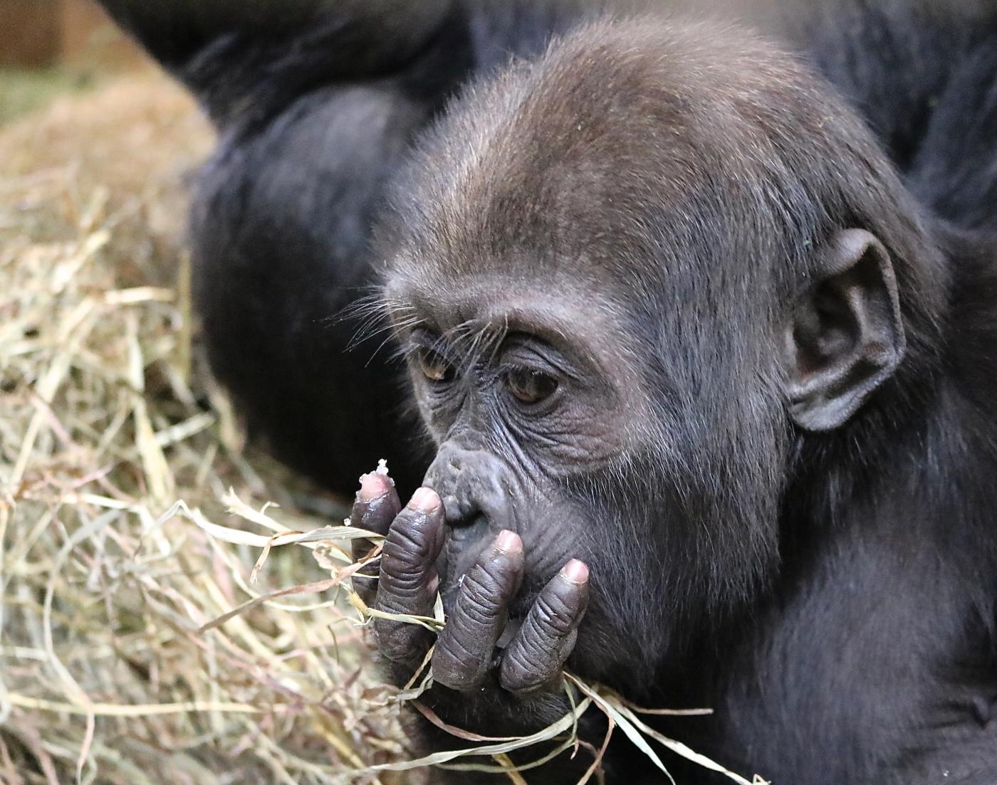 8.5-month-old gorilla infant Mokes tastes snow. 