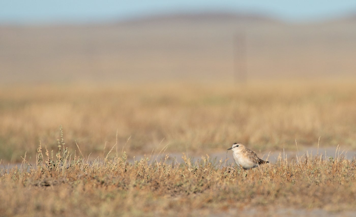 A small grassland bird, called a mountain plover, stands among short grasses on Montana's prairie