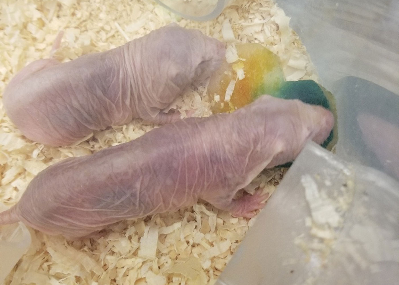 Two naked mole-rats eat a special heart-shaped treat for International Family Equality Day at the Zoo