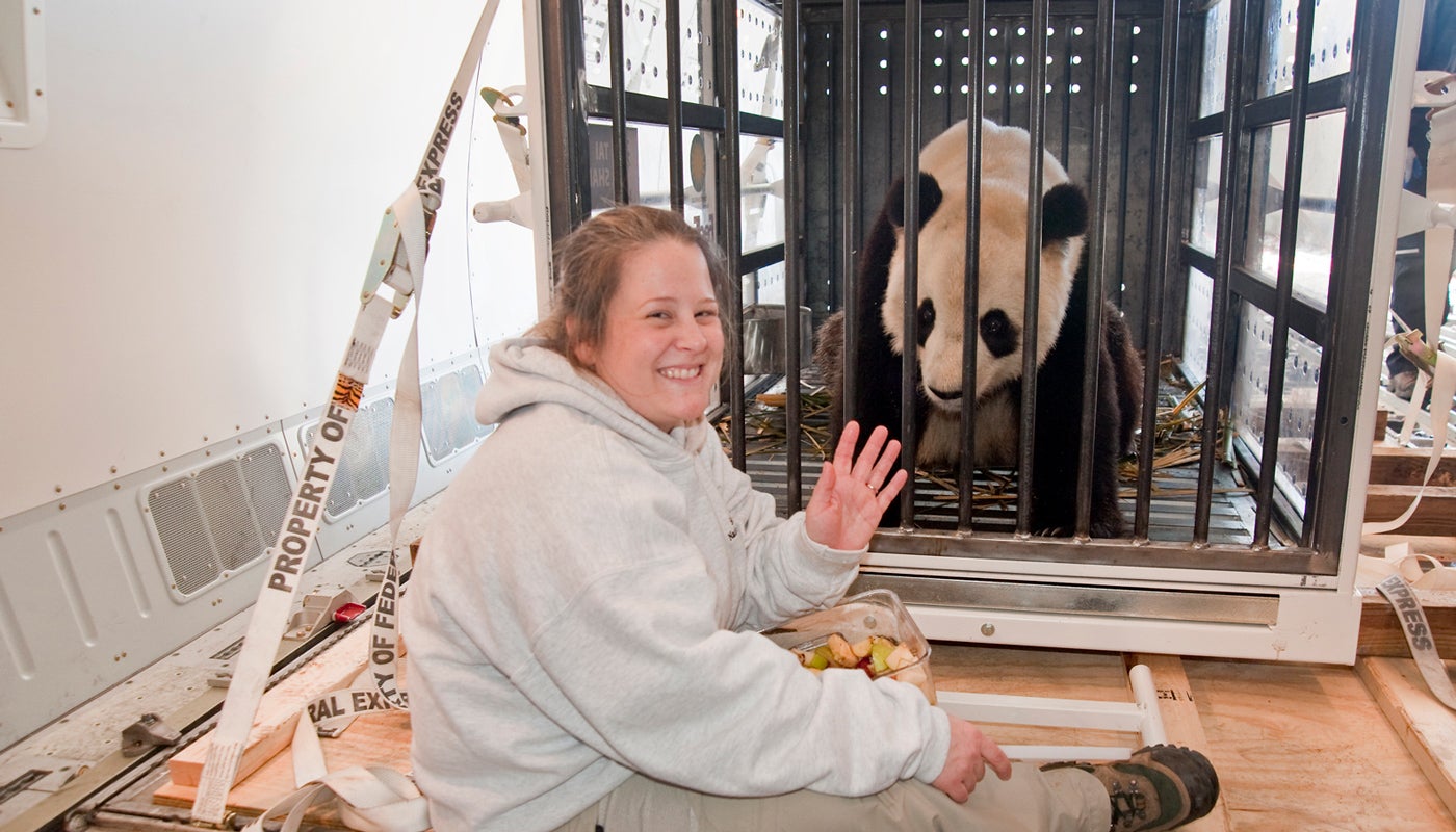 Giant panda keeper, Nicole, sits next to 3-year-old Tai Shan, who is in his crate and about to leave for China.
