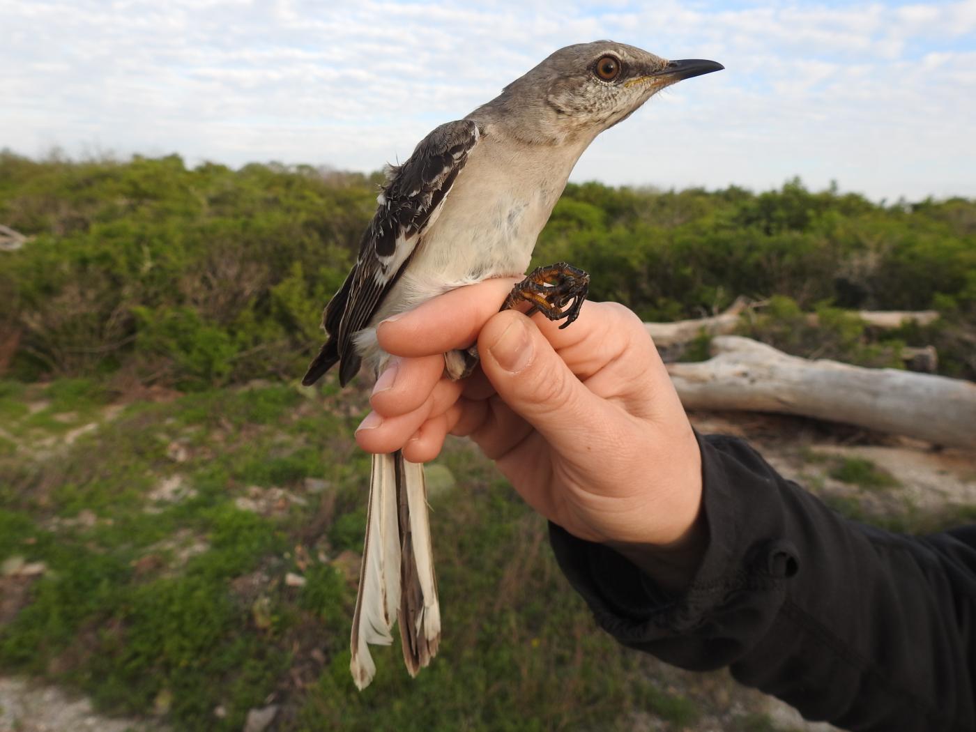 A medium-sized bird with light gray feathers and darker gray-brown wings, called a northern mockingbird, being held in a researcher's hand