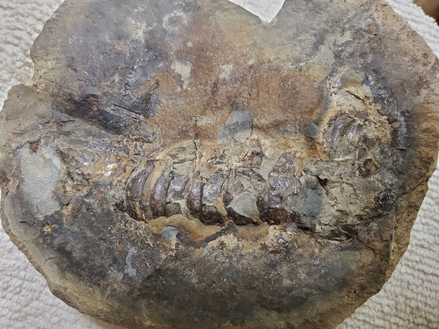 A 75-million-year-old lobster fossil. The ridges of its fossilized tail are visible in the piece of rock.