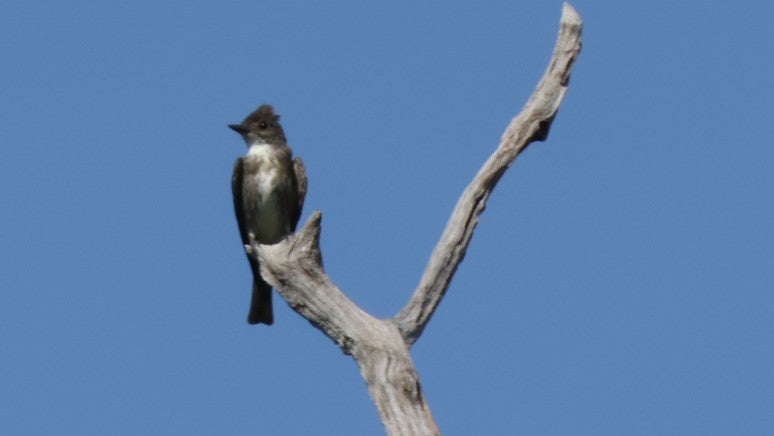 an Olive-sided Flycatcher perches on a dead branch