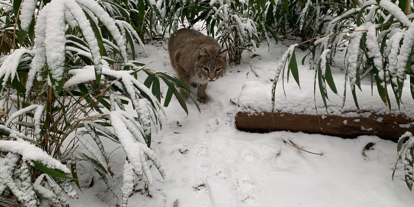 Bobcat Ollie crouches in the snow and among some plants in her exhibit