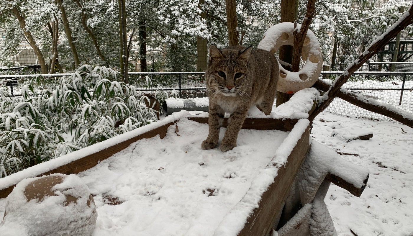 Bobcat, Ollie, climbs onto a wooden platform in the bobcat's outdoor enclosure. The platform and rest of the exhibit is covered in snow.
