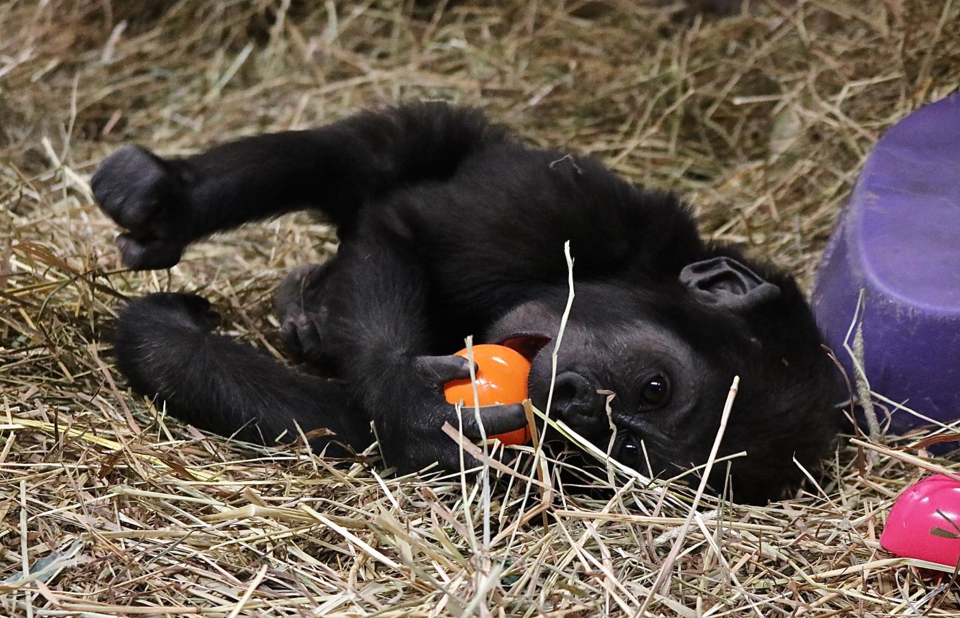Western lowland gorilla infant Moke plays at the Smithsonian's National Zoo.