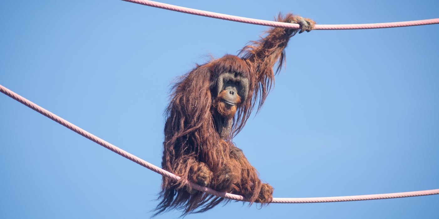 Orangutan Kiko on the O-Line