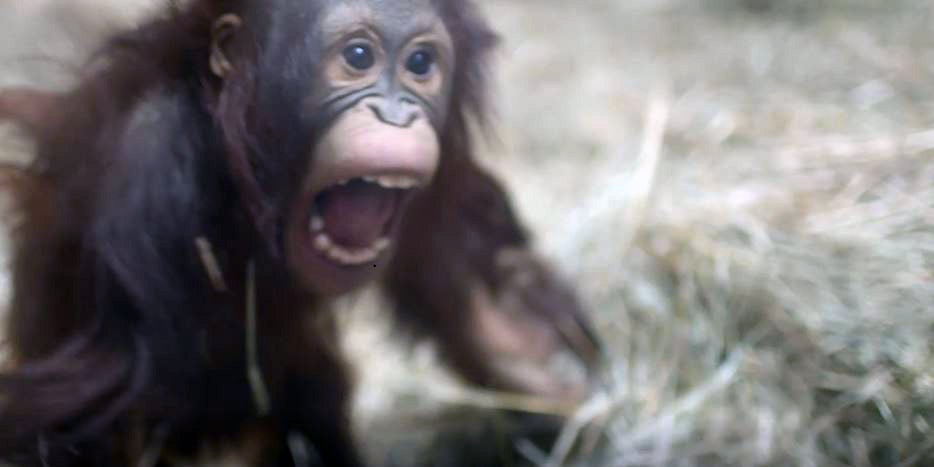 Orangutan Redd throws hat in the Think Tank. 