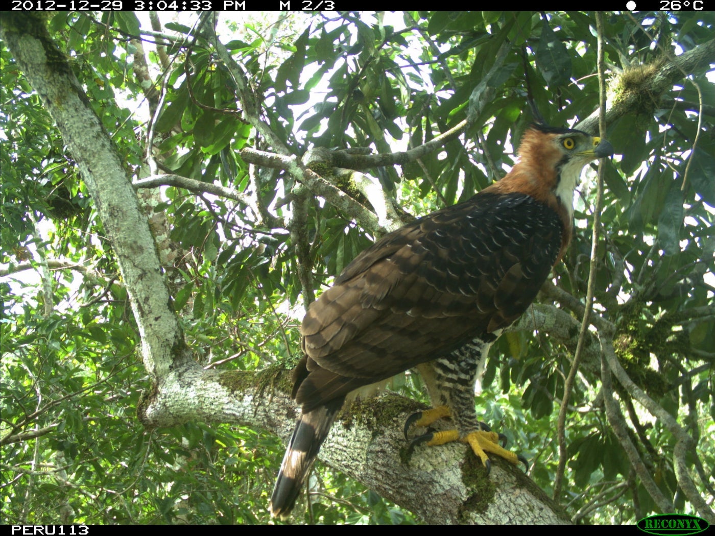A camera trap photo of an ornate hawk eagle perched on a branch in the treetop of the Peruvian Amazon rainforest.