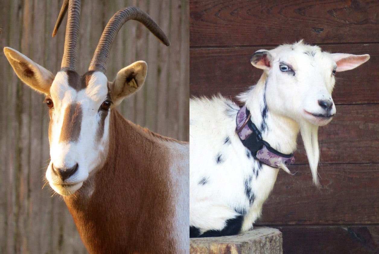 Side-by-side photos of a scimitar-horned oryx and a goat