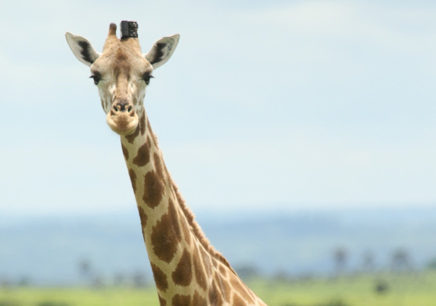 A giraffe wearing a specially designed GPS tracking unit attached to its ossicone (horn-like protrusion))