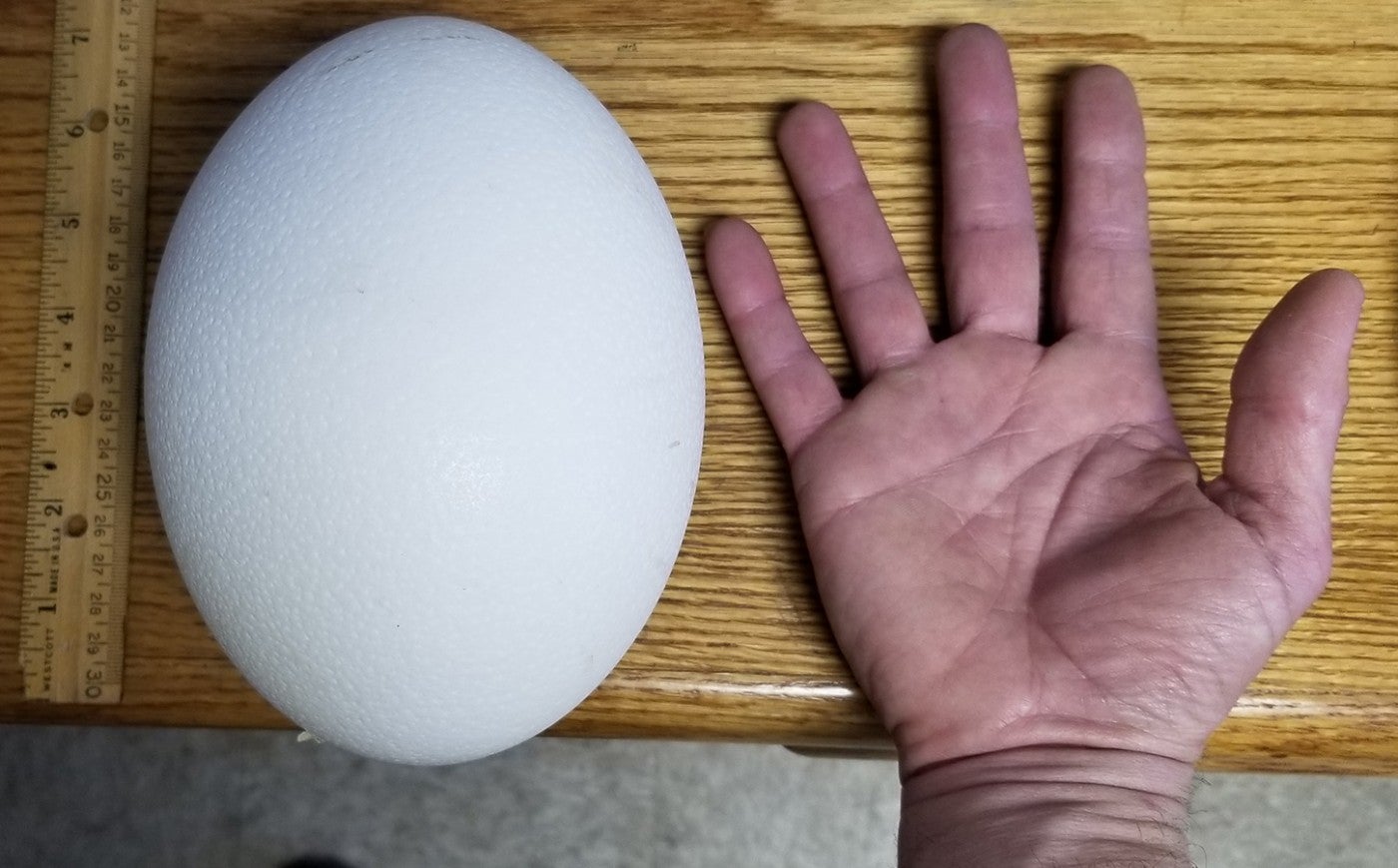 	An ostrich egg placed on a table next to an animal keeper's open hand to demonstrate its size and a ruler showing the egg is about 7 inches long