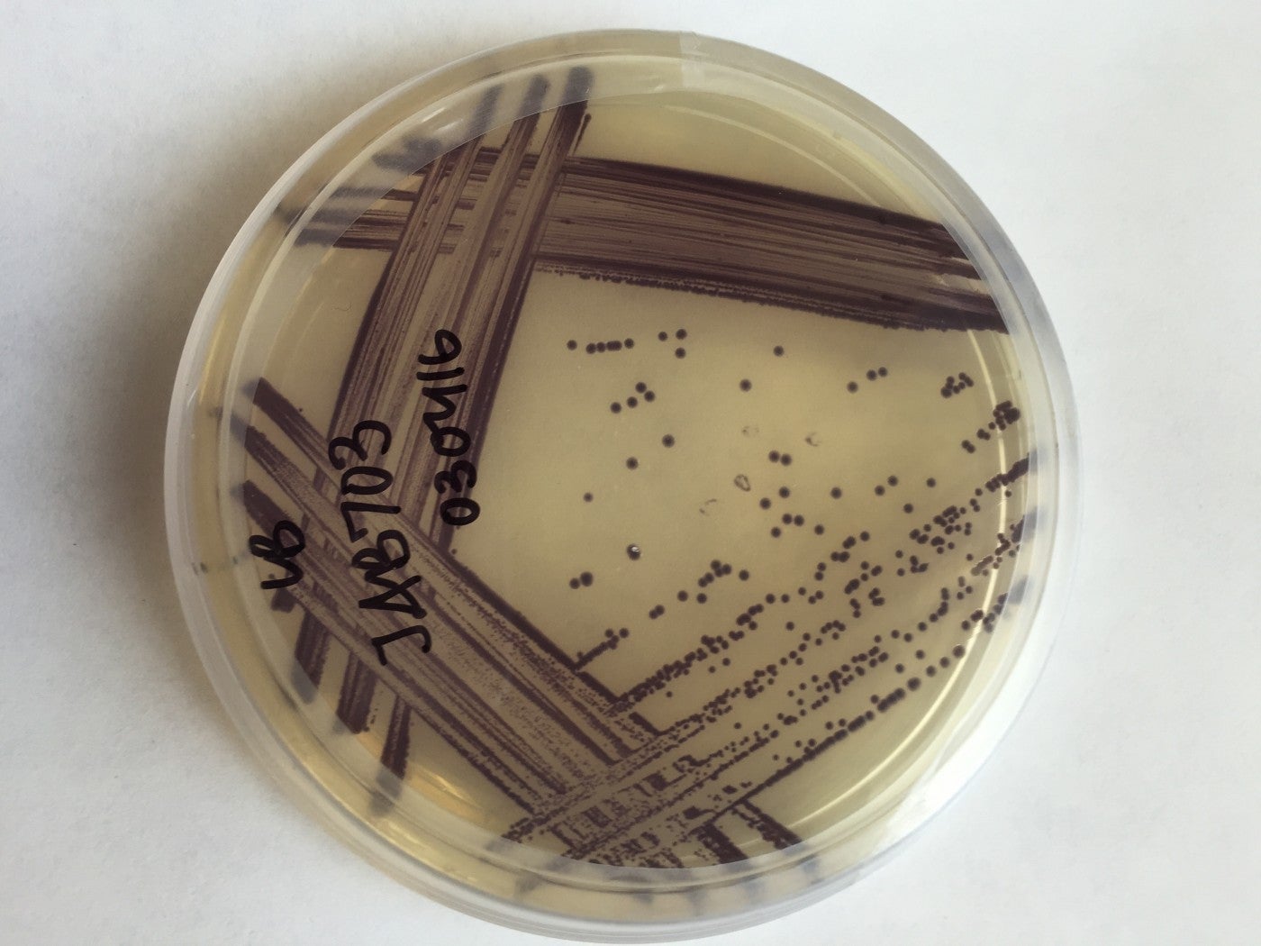 Genetically modified Panamanian golden frog bacteria in a petri dish. 