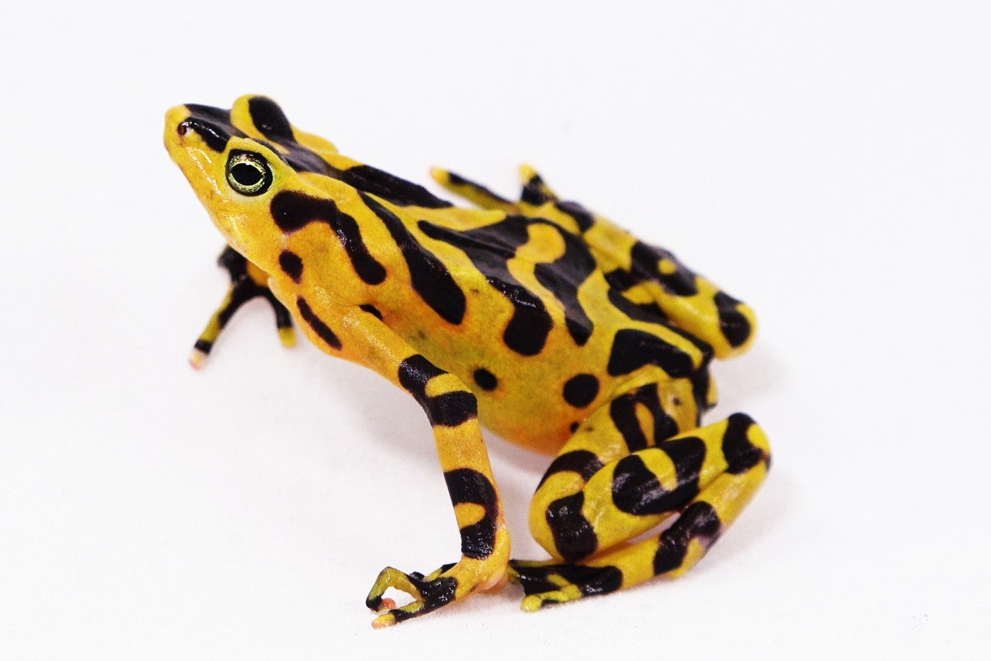 Close-up of a Panamanian golden frog on a white background. 