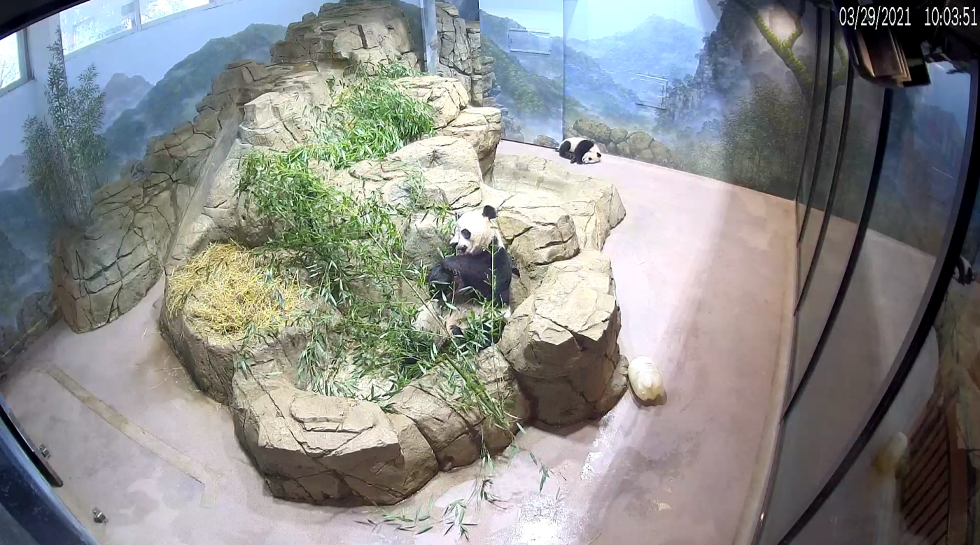 Giant panda cub Xiao Qi Ji sleeps on the floor of his indoor enclosure while mother Mei Xiang eats bamboo.