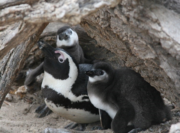 An African penguin and its two chicks in South Africa