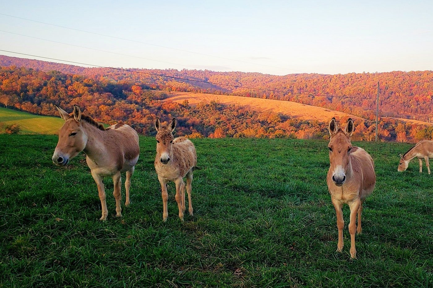 Three generations in one photo! Our Persian onager filly (middle) stands in between her mother, Sayeh (left), and her grandmother, Yasmin (right). 