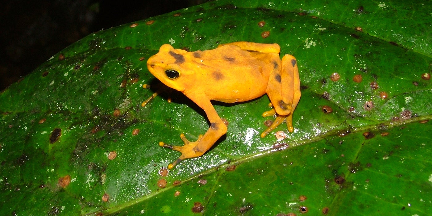 A Panamanian golden frog sits on a leaf in Panama.