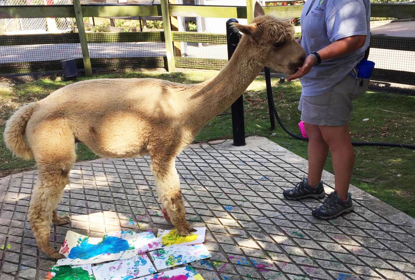 Animal keeper Nikki Maticic paints with alpaca Orion for enrichment. 