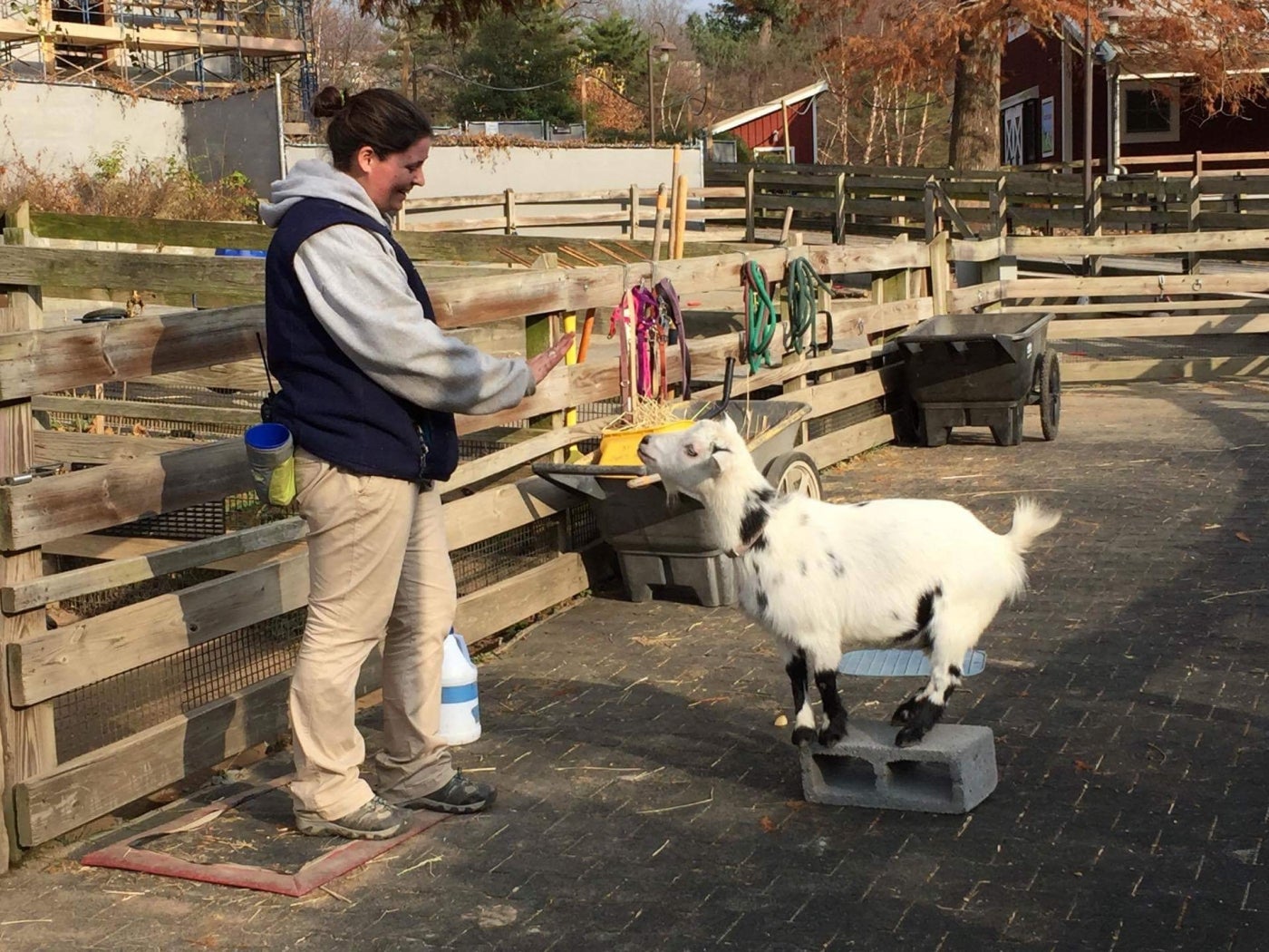 Animal keeper Nikki Maticic stands in front of a small goat and directs the goat, using a hand signal, to stand on a cinder block and remain stationed there.