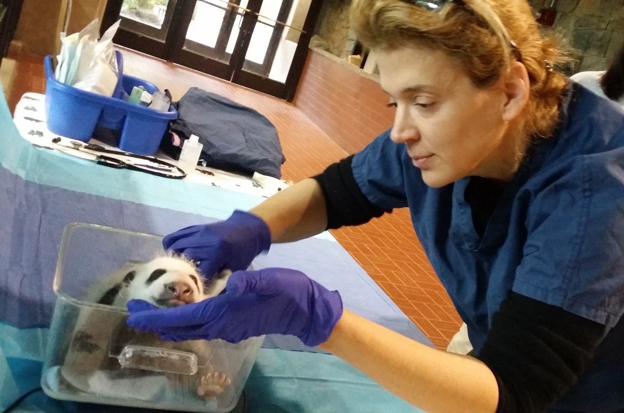 Dr. Brandie Smith examines a young panda cub during a routine veterinary check-up at the Smithsonian's National Zoo