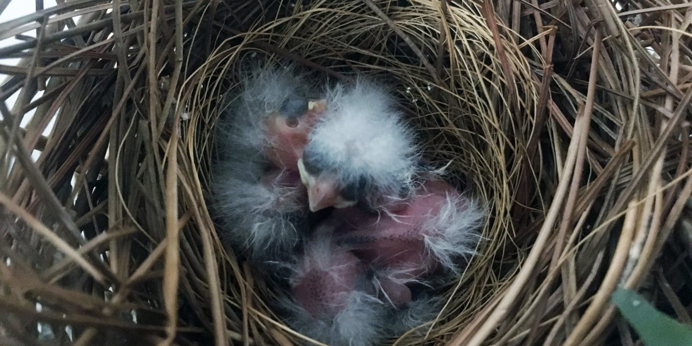 Bird House rose-breasted grosbeak chicks 2020
