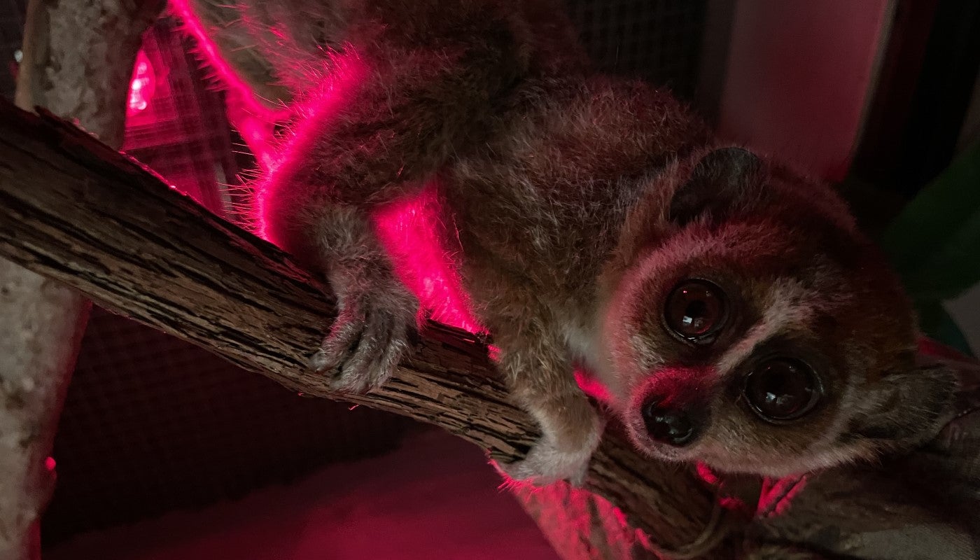 A female pygmy slow loris peers down from a branch she is standing on. The lighting in the photo is dark and red.