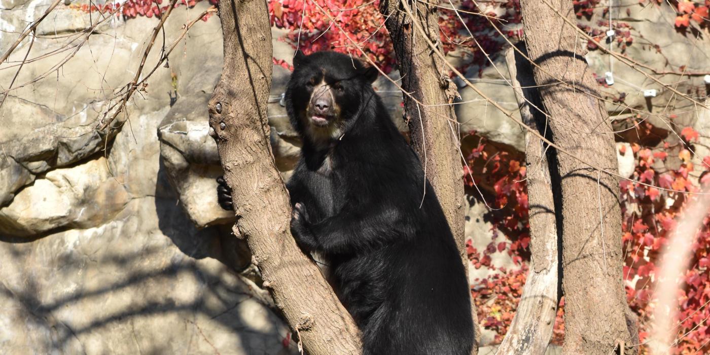 Andean bear Quito