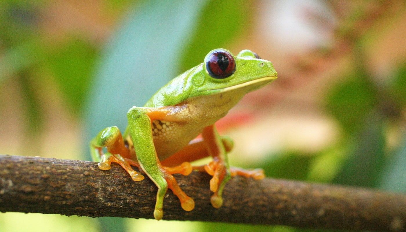 A red-eyed tree frog perches on a branch.