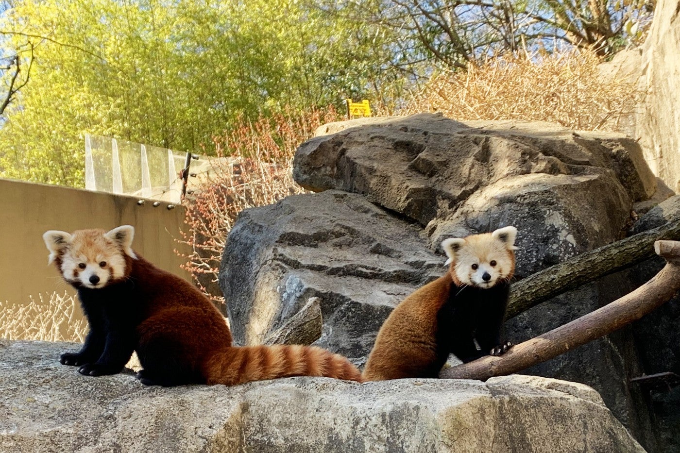 Red pandas Asa (left) and Chris-Anne (right) explore their habitat on Asia Trail.